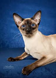 epingle par janice sur cats great and small chat