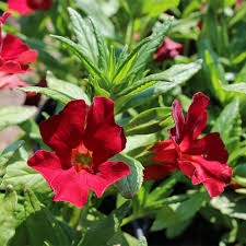 Image result for Mimulus
