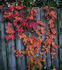 Image result for Parthenocissus quinquefolia