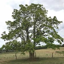 Image result for Catalpa
