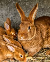 Small Family By Guy Rougier 500px Animals Cute Animals Animals Friends