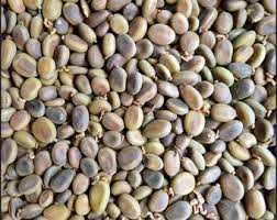 Image result for Entada abyssinica