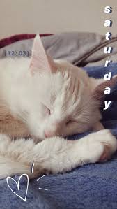 Insta Story Instagram Story Ideas Creative Instagram Stories Animal Instagram