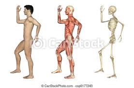 It looks like your browser or this site is blocking some scripts or cookies necessary to properly display the viewer. Anatomical Overlays Male With Arm And Leg Bent A Set Of Anatomical Overlays Depicting The Side View Of A Man With Arms And Canstock