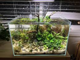 Image result for Rotala fontinalis
