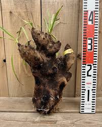 Image result for Xerophyta trichophylla