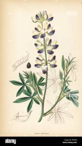 Image result for Lupinus mexicanus