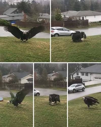 Giant Eagle captured in Bro&hellip; see more..