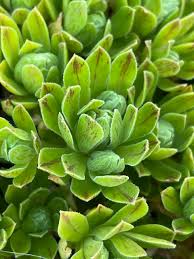 Image result for Crassulaceae