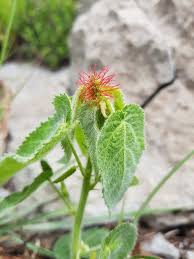 Image result for Acalypha polymorpha