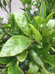 Neem oil also prevents larval development, meaning you won't have to worry about new generations of pests springing up anytime soon after using it. Neem Oil Copper Spray Mix On Plant As Preventative Spray Plantclinic