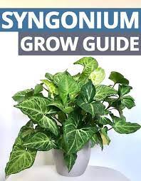 A Clear And Easy To Understand Grow Guide For The Syngonium Arrow Head Goose Foot Plant Houseplant House Plant Care Easy Care Plants Plant Guide