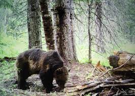We did not find results for: Grizzly Moves Into Selway Bitterroot Wilderness Northwest Lmtribune Com