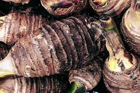 2021 Can Dogs Eat Taro Is Taro Safe For Dogs