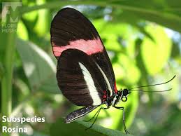 Image result for Melpomene flabelliformis