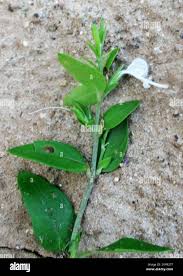 Image result for Hypoestes forskaolii