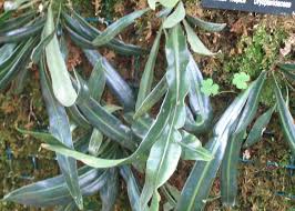 Image result for Elaphoglossum kivuense