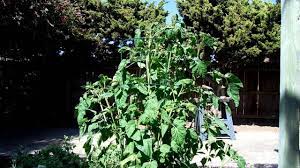 See full list on gardenerspath.com Tomato Pink Brandywine From Transplant To Harvest Youtube