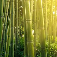 Image result for Bambusa vulgaris