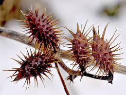 Image result for Xanthium