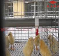 Offre Spéciale cage à poulet pour phillppines machine d'alimentation  automatique pour poulets de chair cages avec la conception libre de poulet  maison