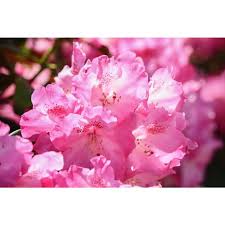 Online Orchards 1 Gal Pjm Compact Rhododendron Shrub Profuse Lavender Blossoms Light Up Across Gre In 2020 Lavender Blossoms Small White Flowers Deer Resistant Shrubs