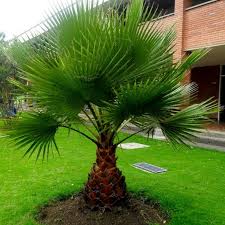 Image result for Washingtonia filifera