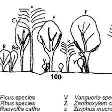 Image result for Gutenbergia polycephala