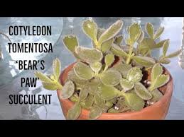 How I Take Care Of My Bear S Paw Succulent Cotyledon Tomentosa Youtube