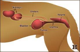 Pancreatic Cancer In Dogs Caninecancerdiet Com