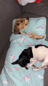 Best friends. ❤️ As long as the Boston Terrier is sleeping and doesn't  realize the Beagle has planted herself