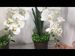 Ingin berkreasi menggunakan botol bekas di rumah? Orchid Flower Butterfly Orchid Bunga Orkid Youtube