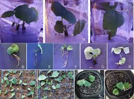 Image result for Sphaeranthus gomphrenoides