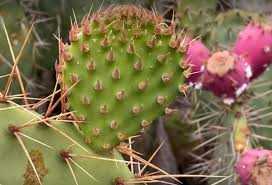 Prickly pear cactus represent about a dozen species of the opuntia genus (family cactaceae) in the north american deserts. How Well Do You Know And Appreciate Prickly Pear Cactus Conejo Open Space Fdn