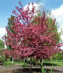 Spring flowering trees like flowering plum, crabapple, dogwood, redbud, magnolia, and flowering cherry trees, such as spring and fall are the best times to plant ornamental flowering trees in most parts of the us. Considering Royal Raindrops Crabapple Recommended By Isu For Ia Crabapple Tree Crab Apple Flowering Crabapple