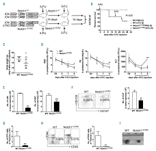 Check spelling or type a new query. A Tie2 Notch1 Signaling Axis Regulates Regeneration Of The Endothelial Bone Marrow Niche Haematologica