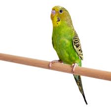 646 free images of parakeet. Green Parakeets For Sale Melopsittacus Undulatus Petco