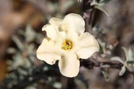 Image result for Pedaliaceae