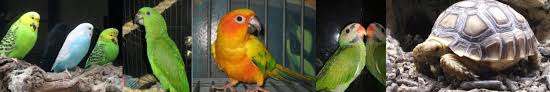 Birds & bird supplies pet stores pet food. Lovebird Pets