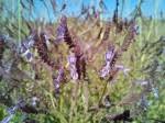Image result for Achyrospermum ciliatum