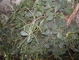 Most of them are compact, small perennial epiphytes growing on rotten wood. Peperomia Blanda Wikipedia