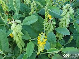 Image result for Crotalaria misella