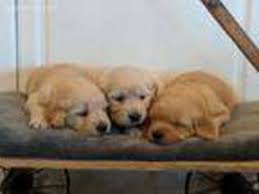 Join millions of people using oodle to find puppies for adoption, dog and puppy listings, and are you looking for a new member of your family? Puppyfinder Com Golden Retriever Puppies Puppies For Sale Near Me In Boring Oregon Usa Page 1 Displays 10