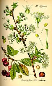 Prunus cerasus (sour cherry, tart cherry, or dwarf cherry) is a species of prunus in the subgenus cerasus (cherries), native to much of europe and southwest asia. Prunus Cerasus Wikipedia