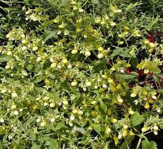 Image result for Calceolariaceae