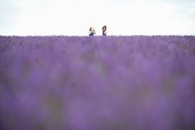 Don't forget about the tiny leaves at the bottoms off the flower plasters 6. Lavender Fields Draw Selfie Seeking Visitors In Britain News Photos Gulf News