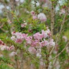 Zuzu Ornamental Cherry Prunus Incisa Proven Winners