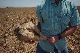 Image result for sugar beet
