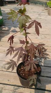Apr 10, 2018 · 657 mt. Find More Hibiscus Plant Mahogany Splendor Maple Leaf In 6in Pot For Sale At Up To 90 Off