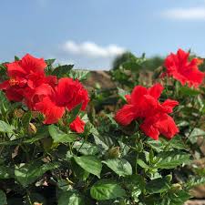 Image result for Hibiscus calyphyllus